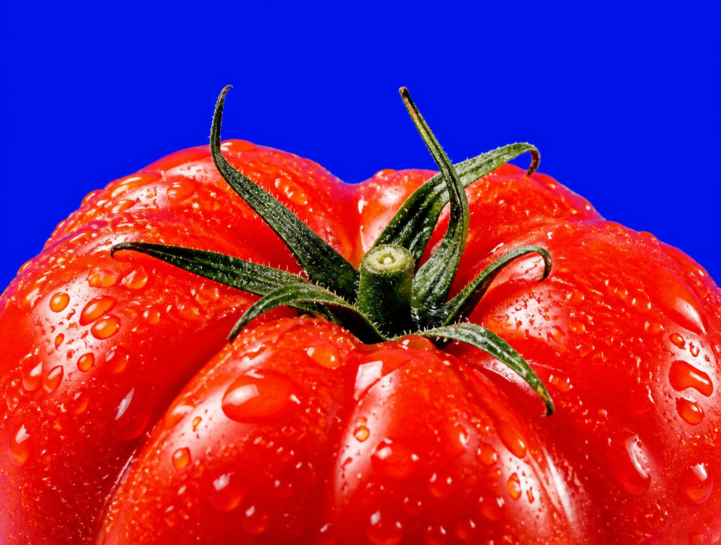 A glossy red heirloom tomato beaded with water against a vivid blue background